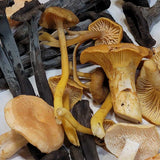 Wild Winter Mushroom Medley