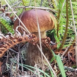 Wild Foraged Porcini Mushrooms