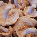 Wild Foraged Hedgehog Mushrooms