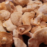 Wild Foraged Hedgehog Mushrooms