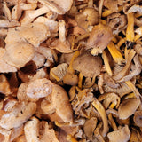Wild Foraged Hedgehog and Yellowfoot Combo Box